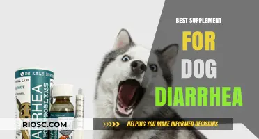 Effective and Safe Supplements to Relieve Dog Diarrhea: A Comprehensive Guide