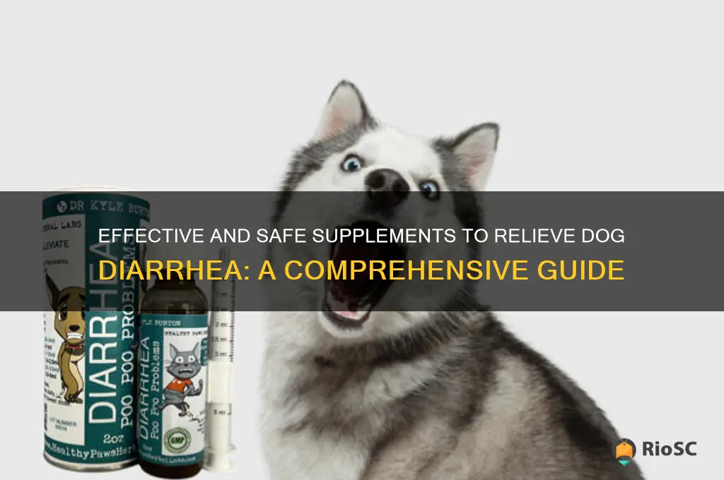 best supplement for dog diarrhea