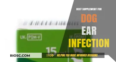 Effective Supplements to Treat and Prevent Dog Ear Infections: A Comprehensive Guide