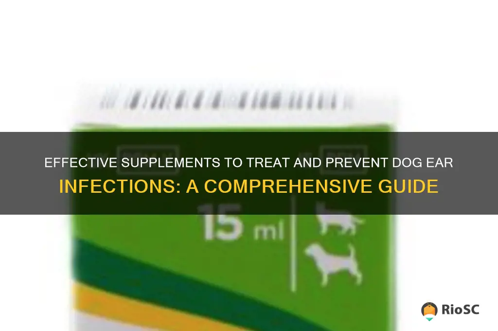 best supplement for dog ear infection