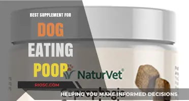 Stop the Poop-Eating Habit: Discover the Best Supplement to Deter Coprophagia in Dogs