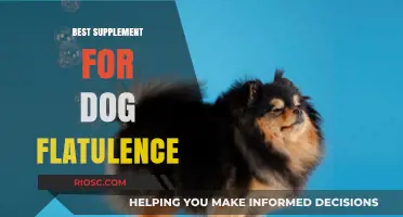 Natural Remedies and Supplements to Relieve Dog Flatulence: A Complete Guide