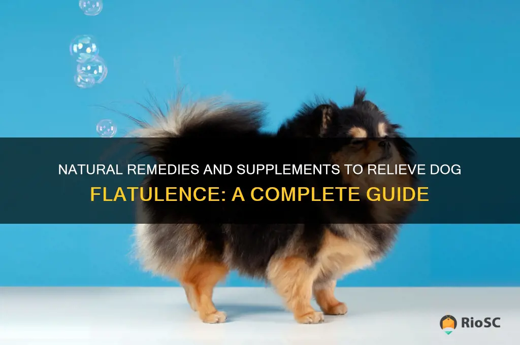 best supplement for dog flatulence