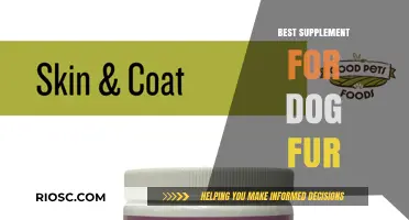 Top Supplements to Enhance Your Dog's Coat Health and Shine
