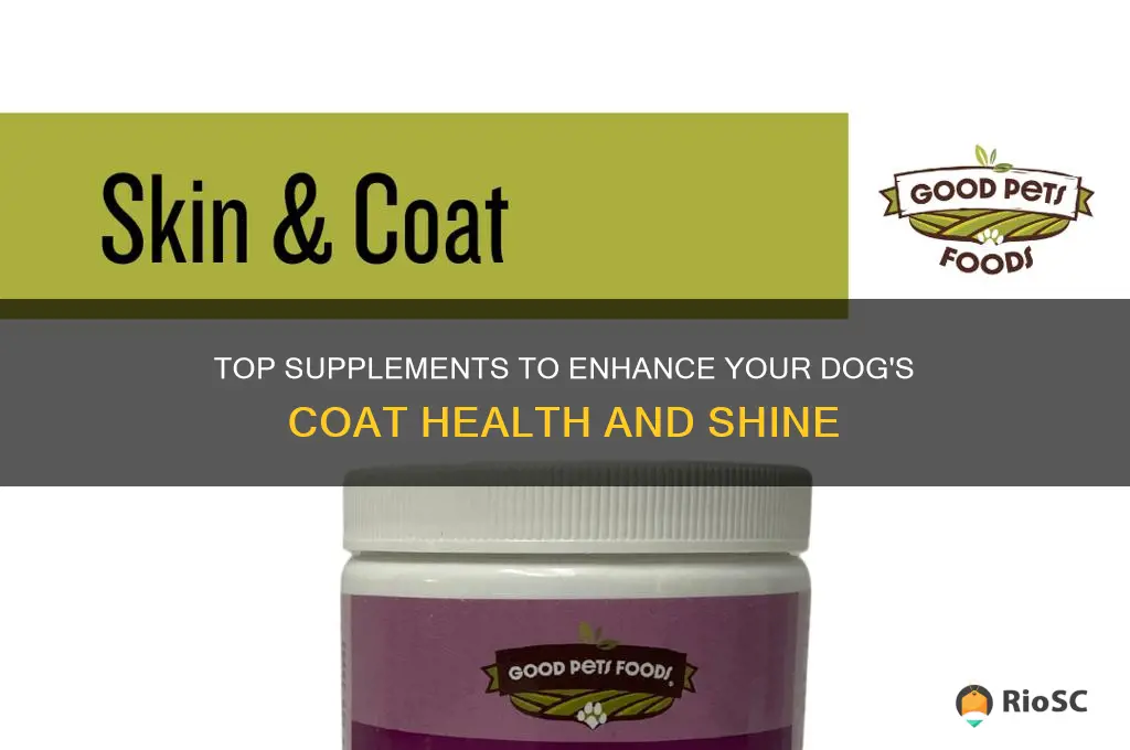 best supplement for dog fur