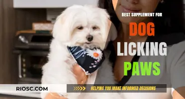 Soothing Solutions: Top Supplements to Stop Your Dog from Licking Their Paws