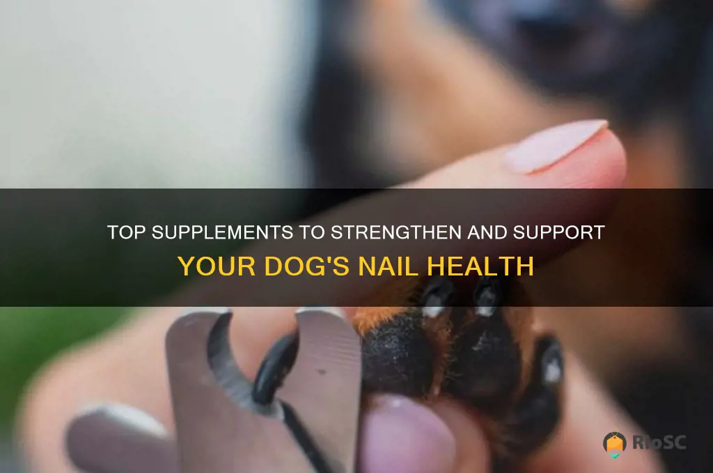 best supplement for dog nails