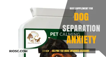 Natural Remedies and Supplements to Ease Dog Separation Anxiety: A Comprehensive Guide