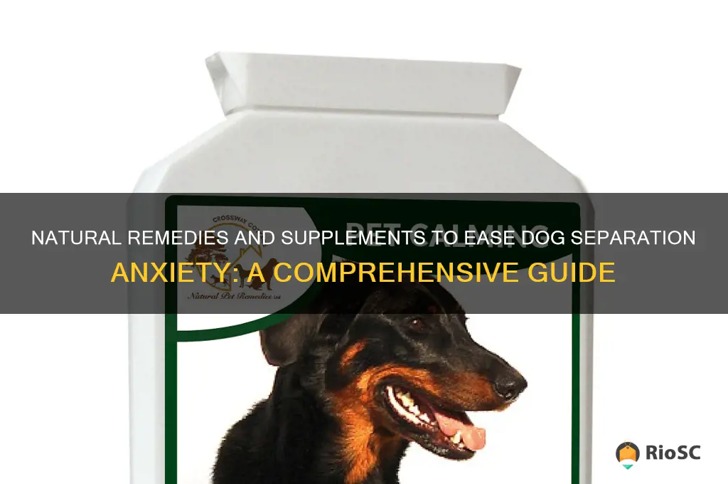 best supplement for dog separation anxiety