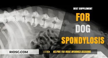 Effective Supplements to Support Dogs with Spondylosis: A Comprehensive Guide