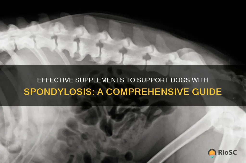 best supplement for dog spondylosis