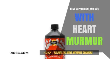Supporting Canine Heart Health: Top Supplements for Dogs with Heart Murmurs