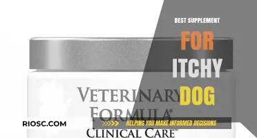 Soothing Solutions: The Ultimate Supplement to Relieve Your Itchy Dog's Discomfort