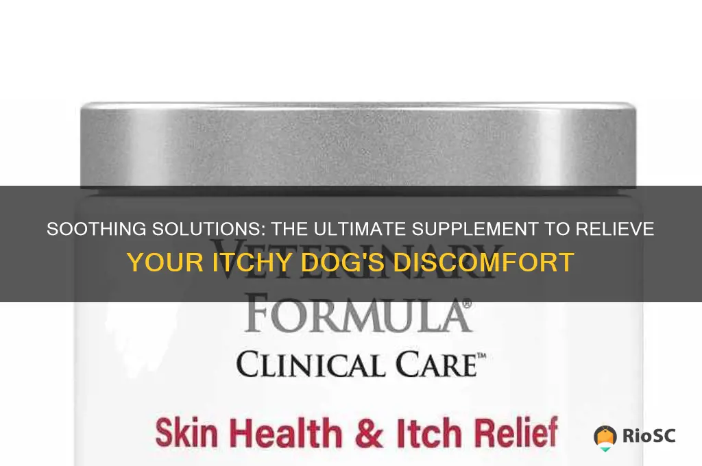 best supplement for itchy dog