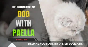 Paella-Friendly Dog Supplements: Boosting Your Canine’s Health with the Right Additions