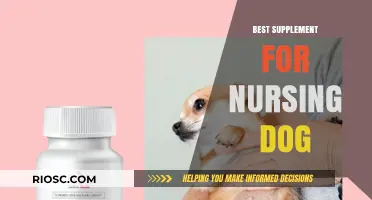 Top Nutritional Supplements to Support Your Nursing Dog's Health and Milk Production