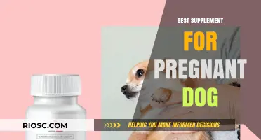 Essential Supplements for Pregnant Dogs: Supporting a Healthy Pregnancy and Litter