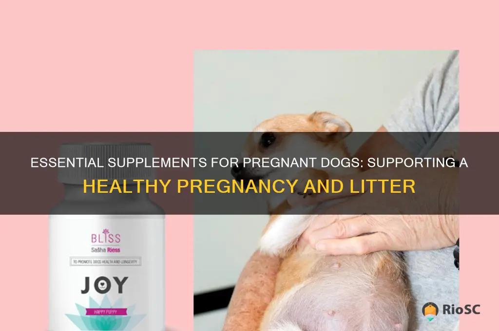 best supplement for pregnant dog