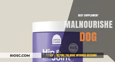 Revitalize Your Malnourished Dog: Top Supplements for Optimal Health and Recovery