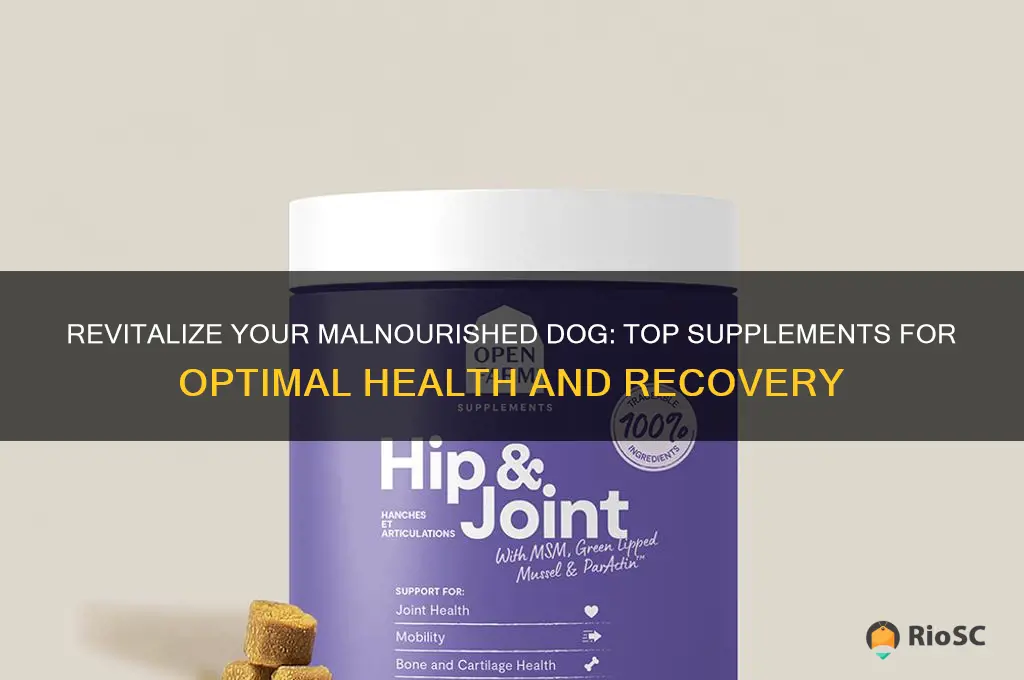 best supplement malnourished dog