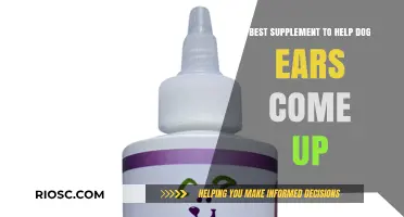 Effective Supplements to Support Ear Development in Puppies: A Guide for Dog Owners