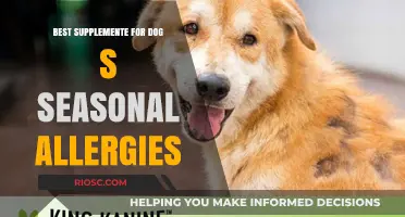 Natural Remedies and Supplements to Relieve Your Dog's Seasonal Allergies