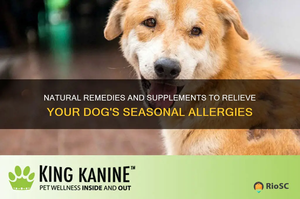 best supplemente for dog s seasonal allergies