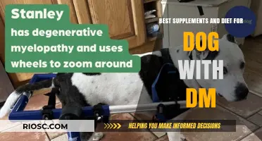 Optimal Nutrition for Dogs with DM: Top Supplements and Dietary Strategies to Support Mobility and Health