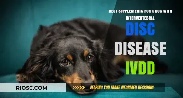 Supporting Your Dog with IVDD: Top Supplements for Intervertebral Disc Disease Relief and Recovery