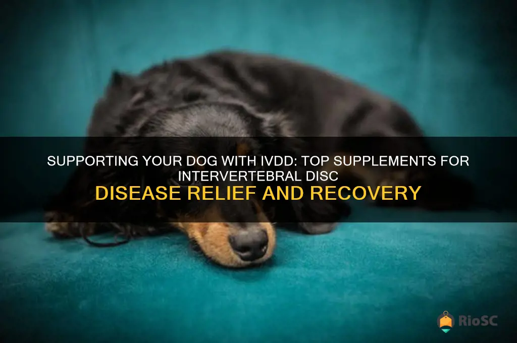 best supplements for a dog with intervertebral disc disease ivdd