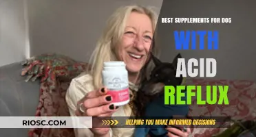 Natural and Vet-Approved Supplements to Soothe Your Dog's Acid Reflux