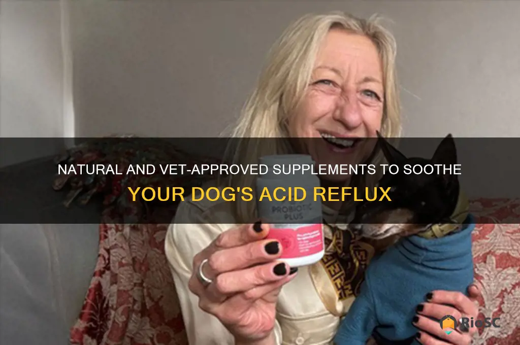 best supplements for dog with acid reflux