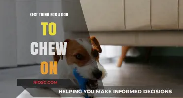 Safe and Satisfying: The Ultimate Guide to the Best Chew Toys for Your Dog
