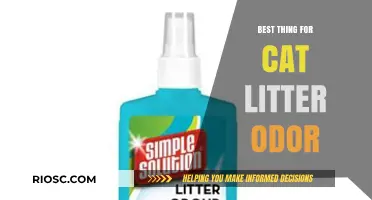 Effective Solutions to Eliminate Cat Litter Odor: A Fresh Home Guide