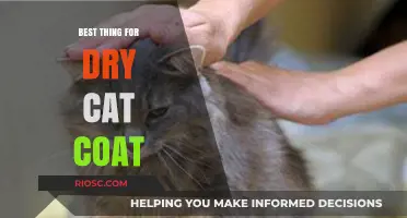 Revitalize Your Feline's Fur: Top Tips for Treating a Dry Cat Coat