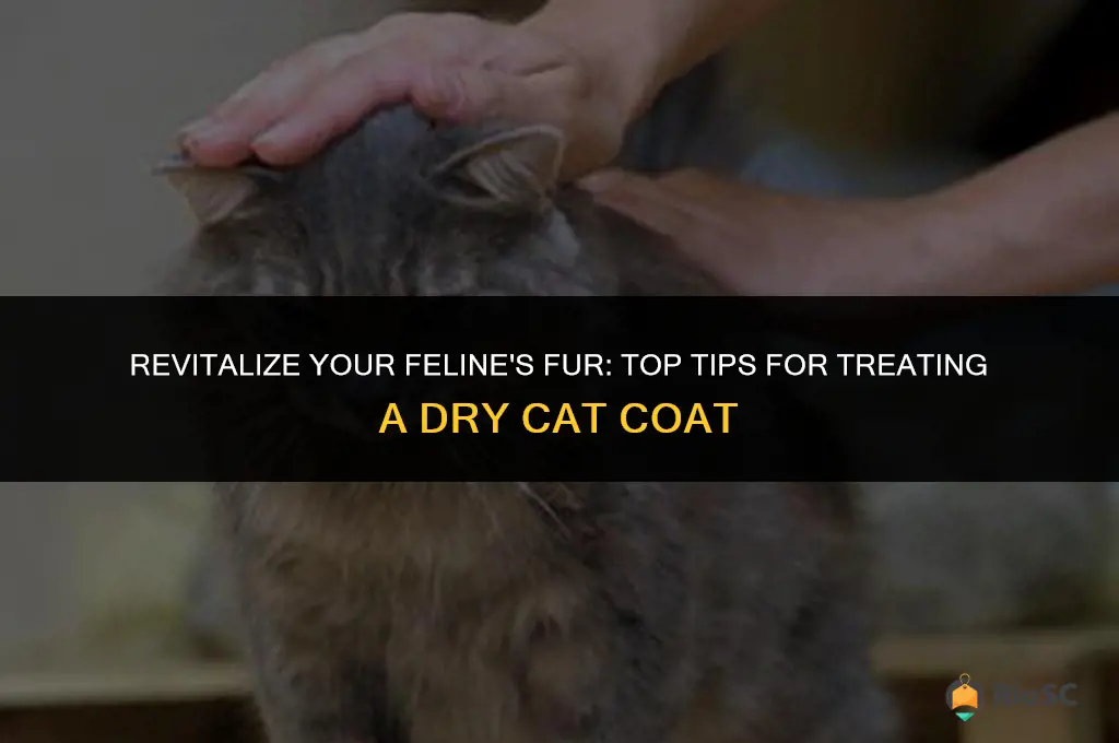 best thing for dry cat coat