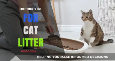 Top Eco-Friendly and Odor-Control Cat Litter Options for Happy Cats and Clean Homes
