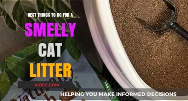 Freshen Up Your Feline’s Space: Top Tips for Tackling Smelly Cat Litter