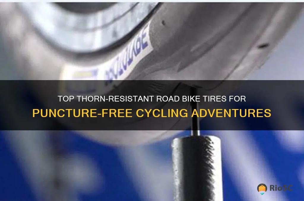 best thorn resistant road bike tires