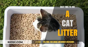 Top Cat Litter Essentials: Choosing the Best Option for Your Feline Friend