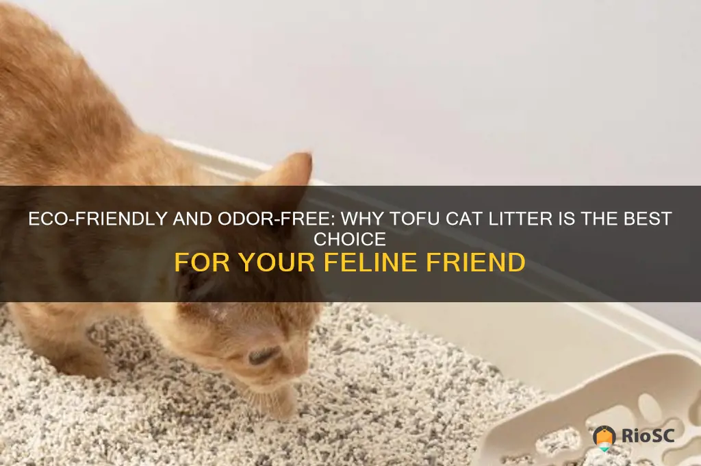 best tofu cat litter