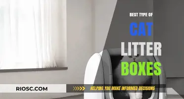 Top Features to Look for in the Best Cat Litter Boxes for a Clean and Happy Home