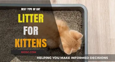 Choosing the Perfect Cat Litter for Your Kitten: Safety, Comfort, and Ease