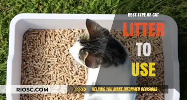 Choosing the Perfect Cat Litter: Top Types for Odor Control, Clumping, and Comfort