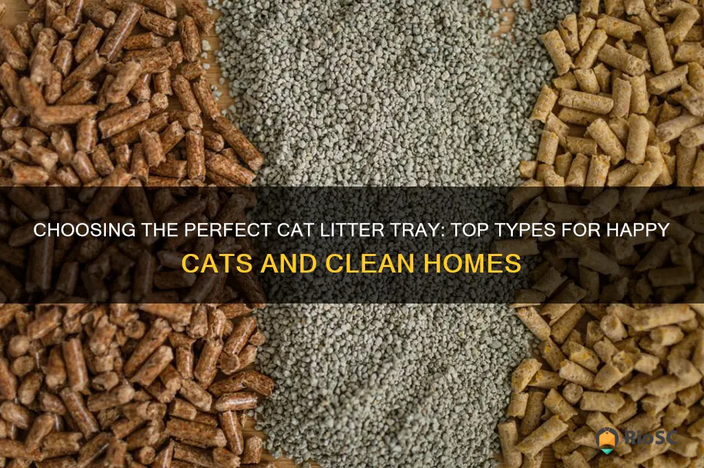 best type of cat litter tray