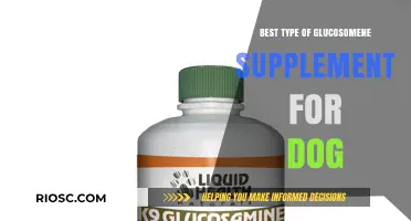 Top Glucosamine Supplements for Dogs: Choosing the Best Type for Joint Health