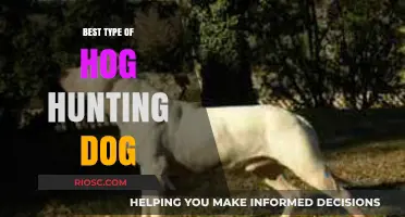 Top Breeds for Hog Hunting: Choosing the Best Dog for the Job