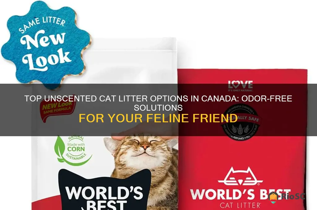 best unscented cat litter canada