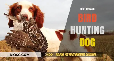 Top Traits and Breeds: Choosing the Best Upland Bird Hunting Dog for Your Next Adventure