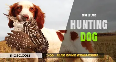 Top Breeds for Upland Hunting: Finding the Perfect Canine Companion for Your Next Adventure